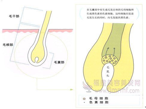 色素(sù)细(xì)胞-头(tóu)发(fā)的颜色与(yǔ)黑色素的关(guān)系 色素细胞-头发的(de)颜色(sè)与黑色素的关系