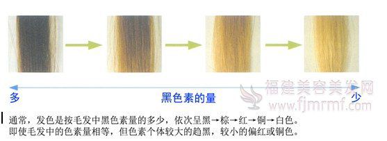 黑色(sè)素(sù)的量和(hé)毛发的颜色关系 黑(hēi)色素的量(liàng)和毛(máo)发(fā)的颜色关(guān)系